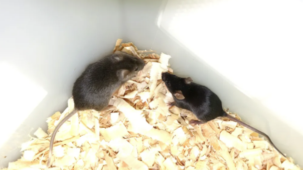 crean-con-ingenieria-genetica-ratones-con-dos-padres-machos-que-llegan-a-edad-adulta crean-con-ingenieria-genetica-ratones-con-dos-padres-machos-que-llegan-a-edad-adulta