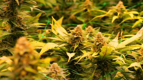 el-consumo-frecuente-de-esta-droga-podria-reducir-la-actividad-cerebral el-consumo-frecuente-de-esta-droga-podria-reducir-la-actividad-cerebral