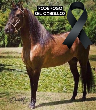 pesar-por-muerte-del-caballo-de-paso-fino-poderoso-propiedad-de-arnulfo-gutierrez pesar-por-muerte-del-caballo-de-paso-fino-poderoso-propiedad-de-arnulfo-gutierrez