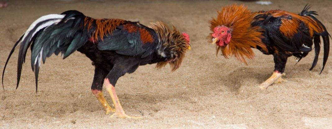 detienen-en-nj-48-personas-por-participar-en-peleas-de-gallos