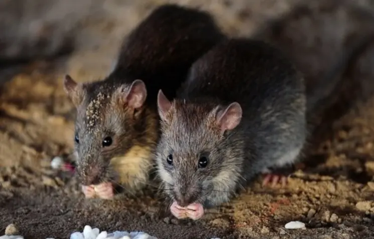 autoridades-nyc-llaman-no-comprar-veneno-para-ratas autoridades-nyc-llaman-no-comprar-veneno-para-ratas