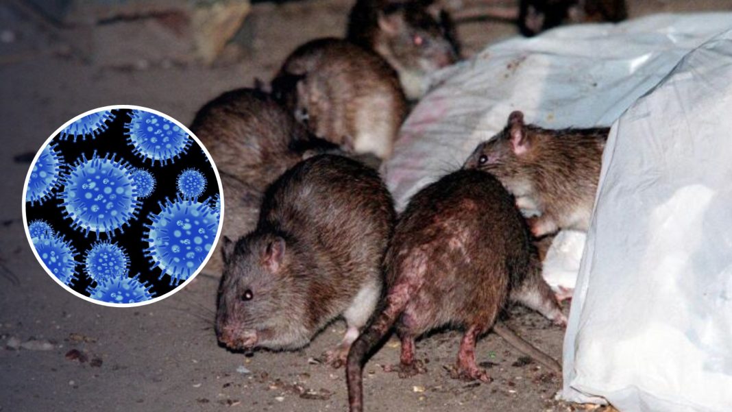 50%-de-los-casos-de-leptospirosis-en-rd-corresponde-a-nacionales-haitianos