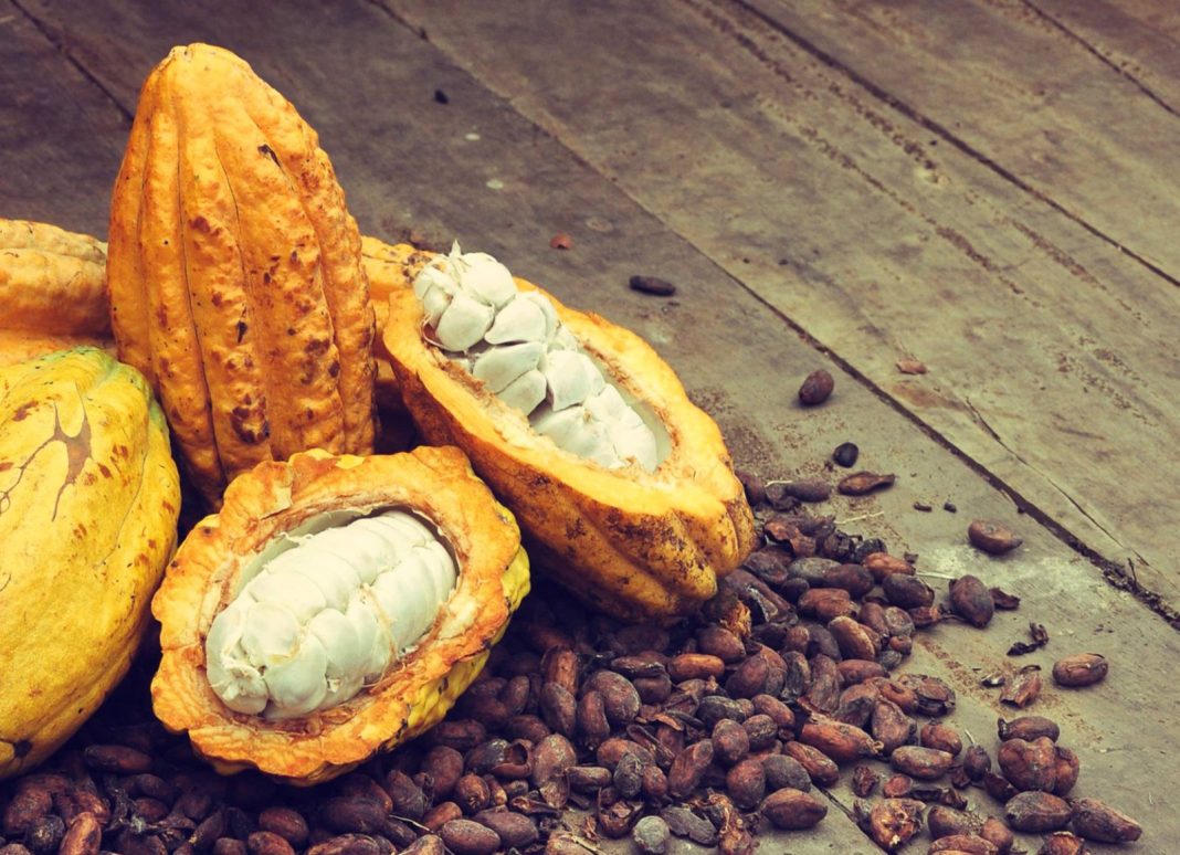 el-cacao-dominicano-se-posiciona-como-“oro-agricola”-en-el-mercado-internacional el-cacao-dominicano-se-posiciona-como-“oro-agricola”-en-el-mercado-internacional