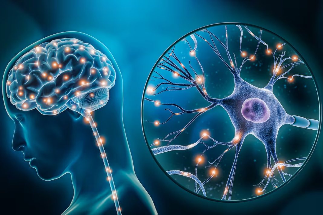 estudio-confirma-que-el-cerebro-crea-neuronas-durante-toda-la-vida estudio-confirma-que-el-cerebro-crea-neuronas-durante-toda-la-vida