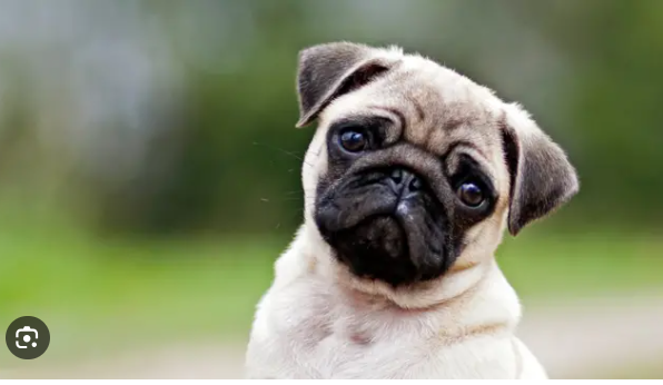 el-parvovirus-es-mas-peligroso-para-los-cachorros-en-verano,-segun-medica-veterinaria el-parvovirus-es-mas-peligroso-para-los-cachorros-en-verano,-segun-medica-veterinaria