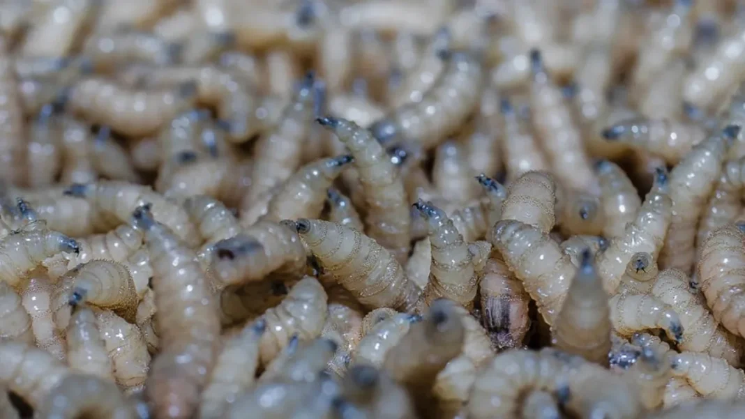 advierten sobre-riesgos-de-expansion-del-gusano-«come-carne»-en-eeuu.