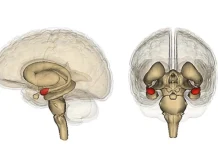 Cuando el miedo desaparece: qué ocurre si el cerebro pierde la capacidad de sentir temor cuando-el-miedo-desaparece:-que-ocurre-si-el-cerebro-pierde-la-capacidad-de-sentir-temor