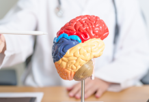 Día Mundial de la Parálisis Cerebral: visibilizar la inclusión más allá del diagnóstico dia-mundial-de-la-paralisis-cerebral:-visibilizar-la-inclusion-mas-alla-del-diagnostico