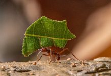 Descubren por qué las hormigas eligen cargas más pequeñas ¡Sorprendente! descubren-por-que-las-hormigas-eligen-cargas-mas-pequenas-¡sorprendente!