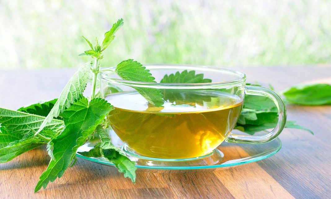 te-de-ortiga:-infusion-natural-con-potencial-para-la-salud,-segun-expertos