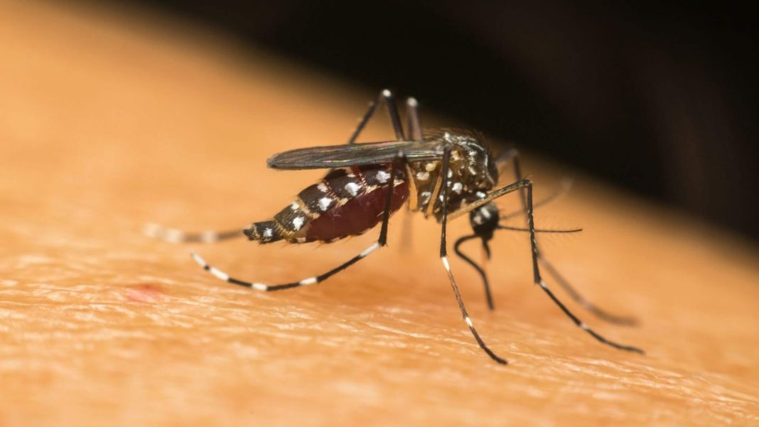 el-chikungunya-reaparece-en-ee-uu.-luego-de-una-decada