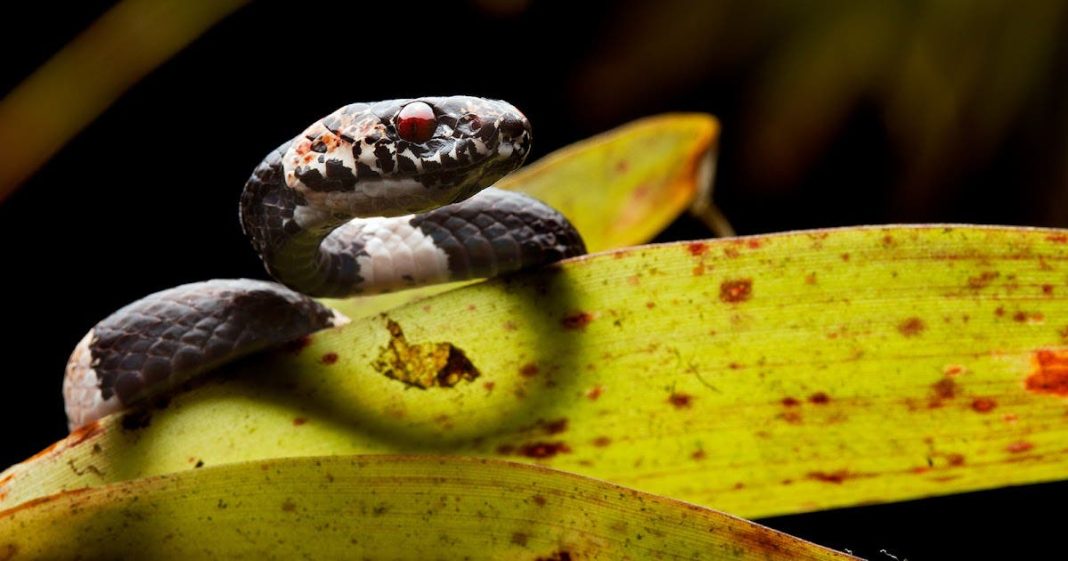 detectan-66-especies-de-serpientes-en-un-municipio-de-la-amazonia-de-ecuador