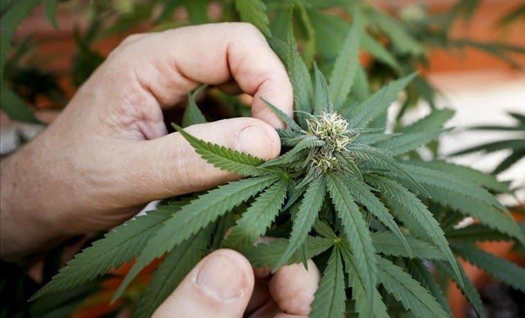 colombia-autoriza-venta-de-cannabis-medicinal-en-farmacias colombia-autoriza-venta-de-cannabis-medicinal-en-farmacias