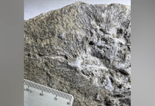 Hallan en Brasil una nueva especie de pterosaurio oculta durante años en un museo. hallan-en-brasil-una-nueva-especie-de-pterosaurio-oculta-durante-anos-en-un-museo.