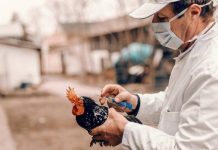 Estados Unidos registra la primera muerte humana por la cepa H5N5 de gripe aviar estados-unidos-registra-la-primera-muerte-humana-por-la-cepa-h5n5-de-gripe-aviar