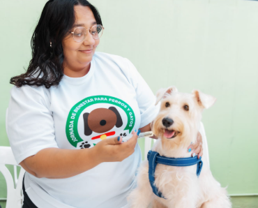 alcaldia-del-dn-continua-jornadas-de-esterilizacion-y-vacunacion-para-perros-y-gatos alcaldia-del-dn-continua-jornadas-de-esterilizacion-y-vacunacion-para-perros-y-gatos