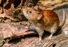 Aumentan los casos de hantavirus y la región Centro concentra el 70% aumentan-los-casos-de-hantavirus-y-la-region-centro-concentra-el-70%