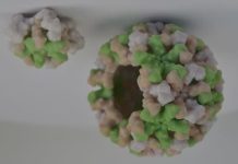 Peligroso virus podría resurgir en área triestatal reside más de 1 millón de dominicanos peligroso-virus-podria-resurgir-en-area-triestatal-reside-mas-de-1-millon-de-dominicanos