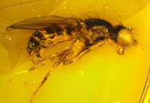 Científicos del Museo Americano de Historia Natural descubren 70 nuevas especies en 2025 cientificos-del-museo-americano-de-historia-natural-descubren-70-nuevas-especies-en-2025