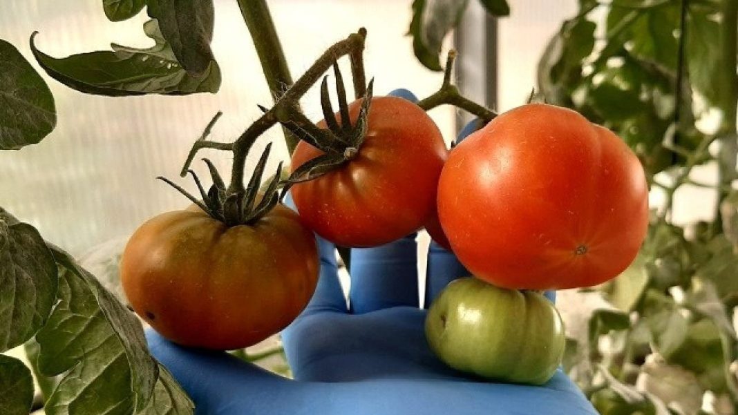 agricultura-del-futuro:-plantas-que-‘respiran’-nitrogeno-y-tomates-que-resisten-la-sal