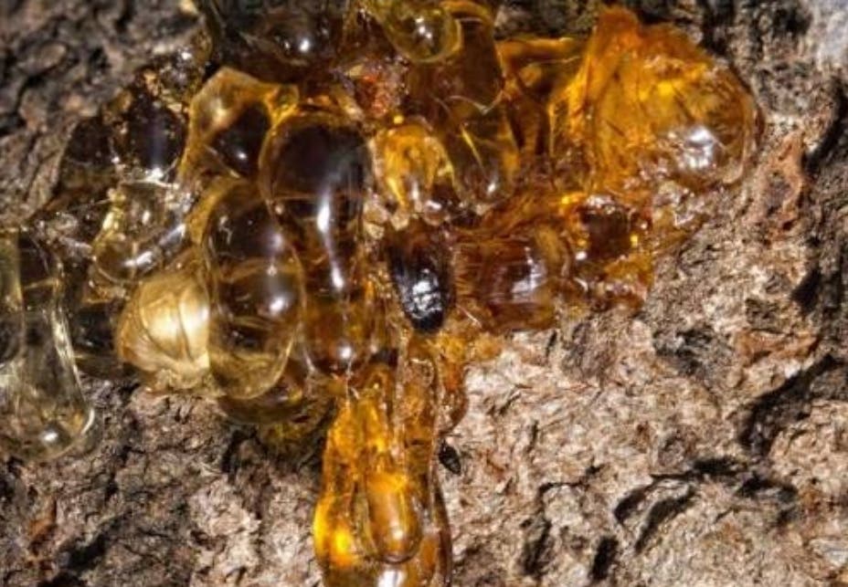 cientificos-descubren-nueva-especie-de-arbol-productor-de-ambar-en-el-sur-de-mexico cientificos-descubren-nueva-especie-de-arbol-productor-de-ambar-en-el-sur-de-mexico