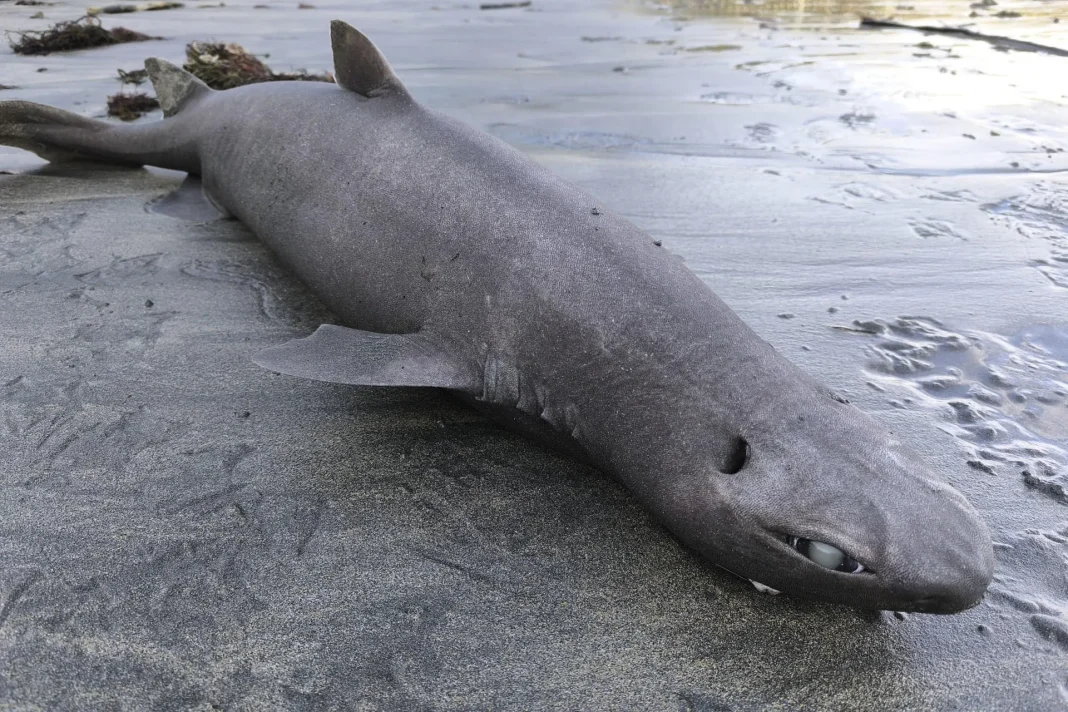 hallan-tiburon-foca-varado-en-asturias-y-despierta-interes-cientifico-internacional