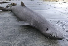 Hallan tiburón foca varado en Asturias y despierta interés científico internacional hallan-tiburon-foca-varado-en-asturias-y-despierta-interes-cientifico-internacional