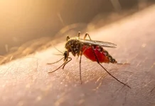 Brasil inicia plan piloto de vacunación con inmunizante nacional contra el dengue brasil-inicia-plan-piloto-de-vacunacion-con-inmunizante-nacional-contra-el-dengue