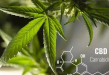 Estudio sugiere que el cannabidiol podría ayudar a tratar efectos del alcohol fetal estudio-sugiere-que-el-cannabidiol-podria-ayudar-a-tratar-efectos-del-alcohol-fetal