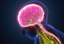 El sistema nervioso podría intensificar las lesiones después de un infarto el-sistema-nervioso-podria-intensificar-las-lesiones-despues-de-un-infarto