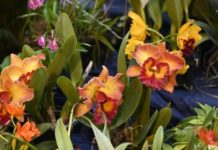 Cascada de Orquídeas llenará de color el Jardín Botánico en marzo cascada-de-orquideas-llenara-de-color-el-jardin-botanico-en-marzo