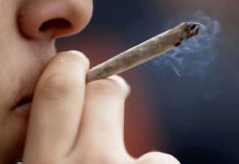 Consumir cannabis en la adolescencia duplica el riesgo de psicosis y bipolaridad, revela estudio consumir-cannabis-en-la-adolescencia-duplica-el-riesgo-de-psicosis-y-bipolaridad,-revela-estudio