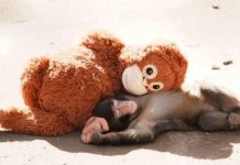 La conmovedora historia de Punch y su inseparable peluche la-conmovedora-historia-de-punch-y-su-inseparable-peluche