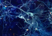 Científicos consiguen que el cerebro recupere memorias borradas en modelos de Alzheimer cientificos-consiguen-que-el-cerebro-recupere-memorias-borradas-en-modelos-de-alzheimer