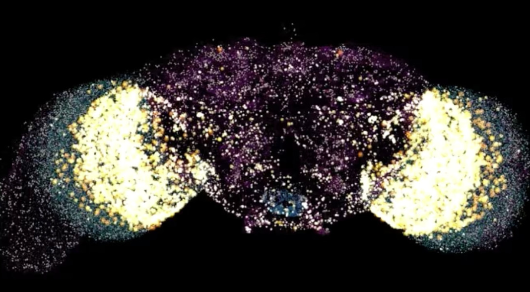 crean-la-primera-emulacion-digital-de-un-cerebro-animal-capaz-de-controlar-un-cuerpo-virtual