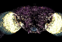 Crean la primera emulación digital de un cerebro animal capaz de controlar un cuerpo virtual crean-la-primera-emulacion-digital-de-un-cerebro-animal-capaz-de-controlar-un-cuerpo-virtual