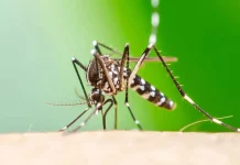 Brote de chikungunya en Salta: cuáles son los síntomas y cómo prevenir la transmisión brote-de-chikungunya-en-salta:-cuales-son-los-sintomas-y-como-prevenir-la-transmision