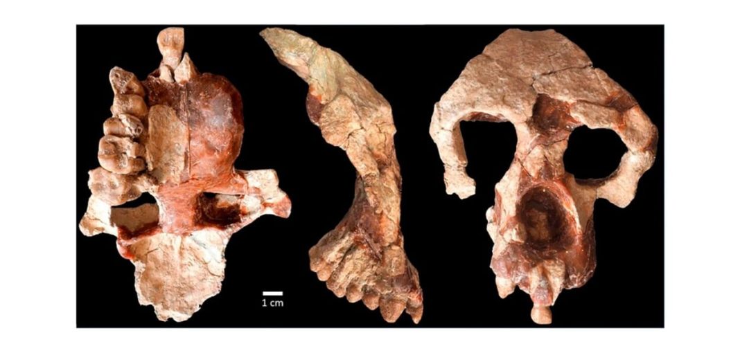 el-fosil-de-una-nueva-especie-de-simio-en-egipto-redefine-el-origen-de-los-simios-modernos el-fosil-de-una-nueva-especie-de-simio-en-egipto-redefine-el-origen-de-los-simios-modernos