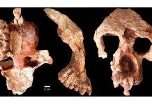 El fósil de una nueva especie de simio en Egipto redefine el origen de los simios modernos el-fosil-de-una-nueva-especie-de-simio-en-egipto-redefine-el-origen-de-los-simios-modernos