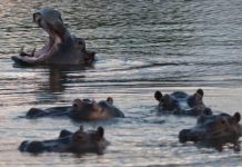 ¿Por qué los hipopótamos de Pablo Escobar son un problema en Colombia? ¿por-que-los-hipopotamos-de-pablo-escobar-son-un-problema-en-colombia?