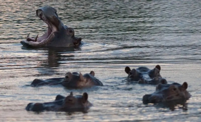 ¿por-que-los-hipopotamos-de-pablo-escobar-son-un-problema-en-colombia? ¿por-que-los-hipopotamos-de-pablo-escobar-son-un-problema-en-colombia?