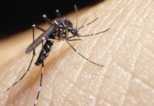 Salud reporta 71 contagios de dengue en lo que va del año salud-reporta-71-contagios-de-dengue-en-lo-que-va-del-ano
