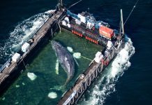 Timmy, la ballena jorobada varada en Alemania, es trasladada en barcaza hacia el mar del Norte timmy,-la-ballena-jorobada-varada-en-alemania,-es-trasladada-en-barcaza-hacia-el-mar-del-norte