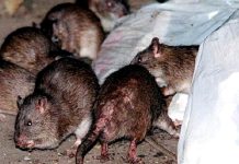 Qué es el hantavirus, el virus detectado en un crucero que deja tres fallecidos en Argentina que-es-el-hantavirus,-el-virus-detectado-en-un-crucero-que-deja-tres-fallecidos-en-argentina