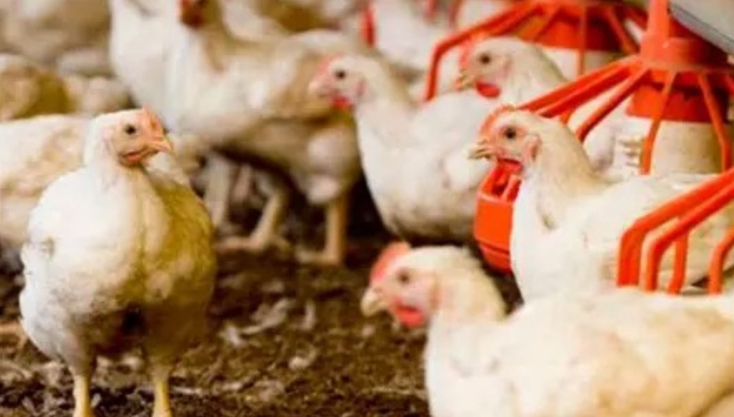 gobierno-pignorara-ocho-millones-de-libras-de-pollo-para-estabilizar-el-mercado