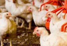 Gobierno pignorará ocho millones de libras de pollo para estabilizar el mercado gobierno-pignorara-ocho-millones-de-libras-de-pollo-para-estabilizar-el-mercado