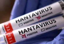 ¿Cómo se transmite el hantavirus? OMS responde ante brote en crucero MV Hondius ¿como-se-transmite-el-hantavirus?-oms-responde-ante-brote-en-crucero-mv-hondius