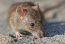 Científicos investigan propagación del hantavirus Andes en Argentina cientificos-investigan-propagacion-del-hantavirus-andes-en-argentina