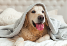 ¿Nueva mascota en casa? Claves para ayudarlos a adaptarse sin estrés ¿nueva-mascota-en-casa?-claves-para-ayudarlos-a-adaptarse-sin-estres